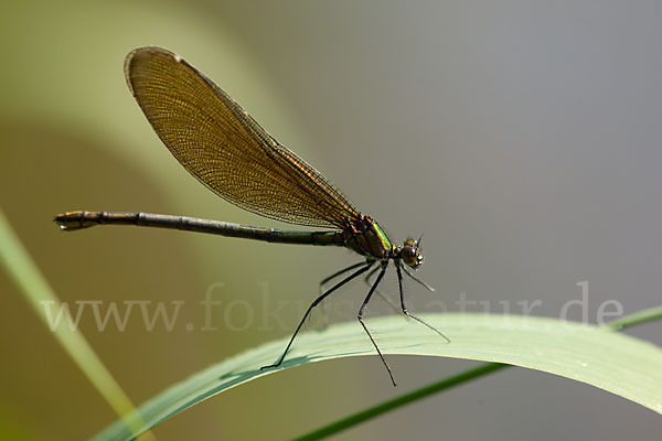 Gebänderte Prachtlibelle (Calopteryx splendens)