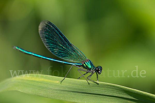 Gebänderte Prachtlibelle (Calopteryx splendens)