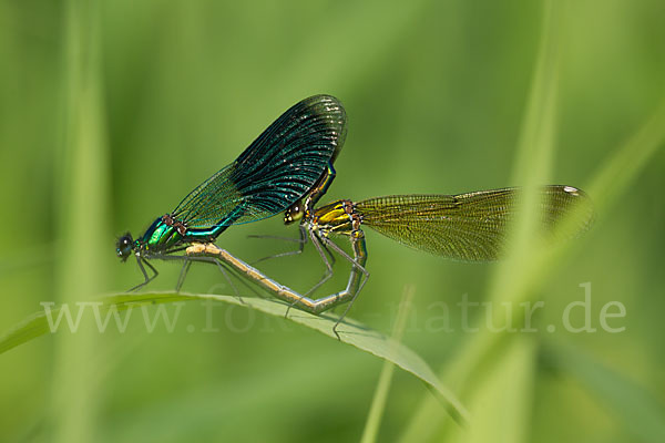 Gebänderte Prachtlibelle (Calopteryx splendens)