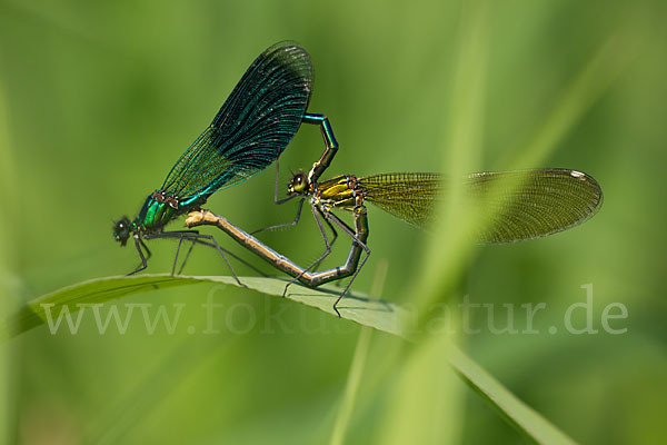 Gebänderte Prachtlibelle (Calopteryx splendens)