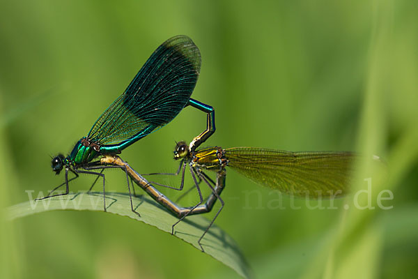 Gebänderte Prachtlibelle (Calopteryx splendens)