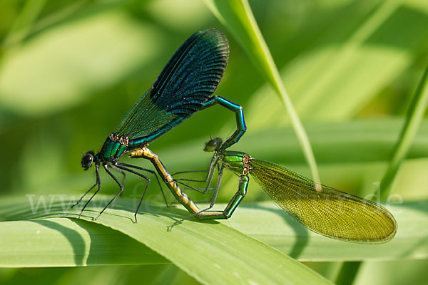 Gebänderte Prachtlibelle (Calopteryx splendens)