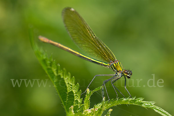 Gebänderte Prachtlibelle (Calopteryx splendens)