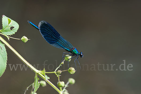 Gebänderte Prachtlibelle (Calopteryx splendens)