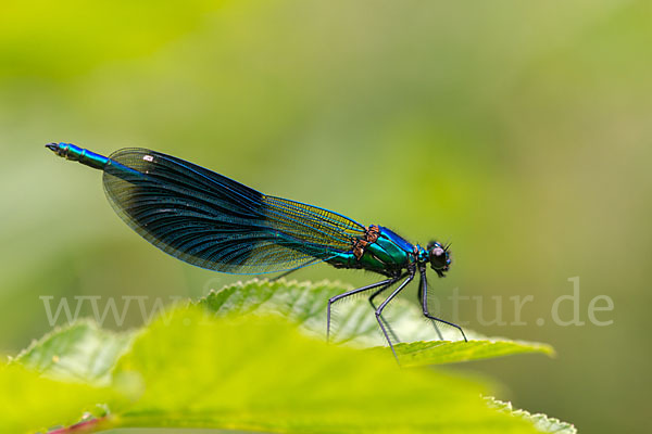 Gebänderte Prachtlibelle (Calopteryx splendens)