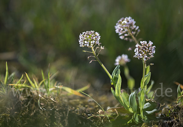 Gebirgs-Täschelkraut (Thlaspi caerulescens)