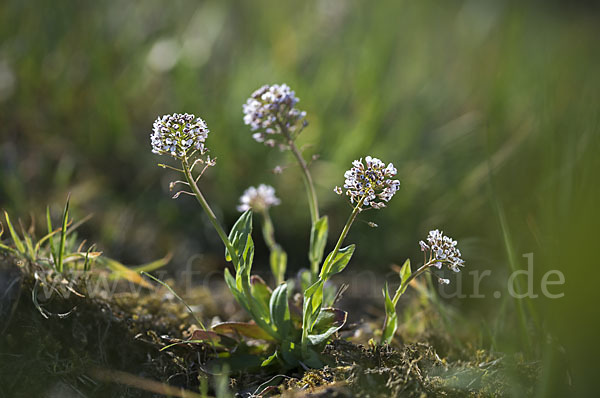 Gebirgs-Täschelkraut (Thlaspi caerulescens)