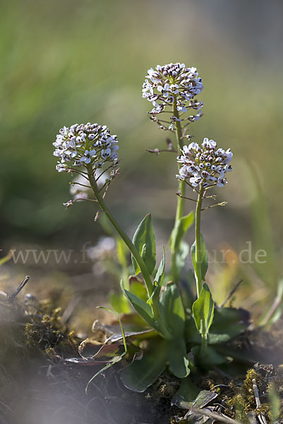 Gebirgs-Täschelkraut (Thlaspi caerulescens)