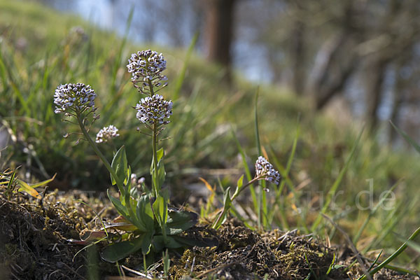 Gebirgs-Täschelkraut (Thlaspi caerulescens)