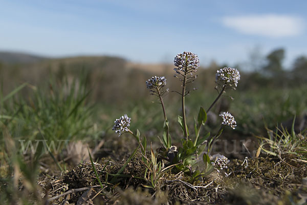 Gebirgs-Täschelkraut (Thlaspi caerulescens)