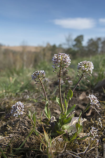 Gebirgs-Täschelkraut (Thlaspi caerulescens)