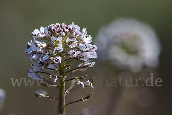 Gebirgs-Täschelkraut (Thlaspi caerulescens)