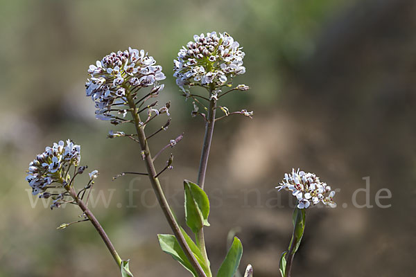 Gebirgs-Täschelkraut (Thlaspi caerulescens)