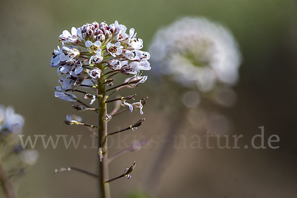 Gebirgs-Täschelkraut (Thlaspi caerulescens)