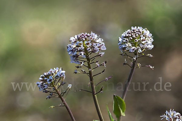 Gebirgs-Täschelkraut (Thlaspi caerulescens)