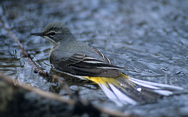 Gebirgsstelze (Motacilla cinerea)