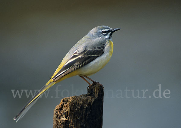 Gebirgsstelze (Motacilla cinerea)