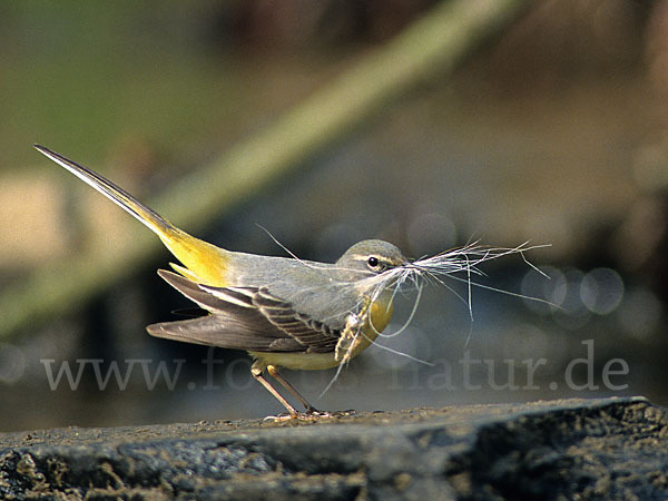 Gebirgsstelze (Motacilla cinerea)