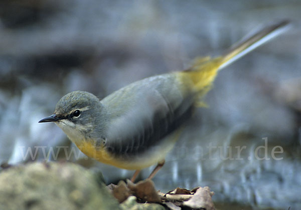 Gebirgsstelze (Motacilla cinerea)