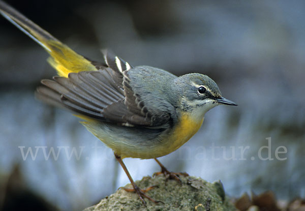 Gebirgsstelze (Motacilla cinerea)