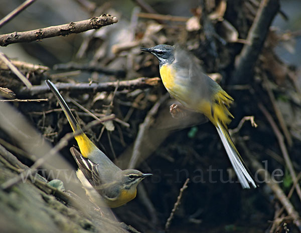 Gebirgsstelze (Motacilla cinerea)