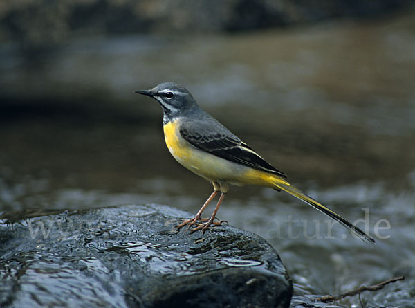 Gebirgsstelze (Motacilla cinerea)