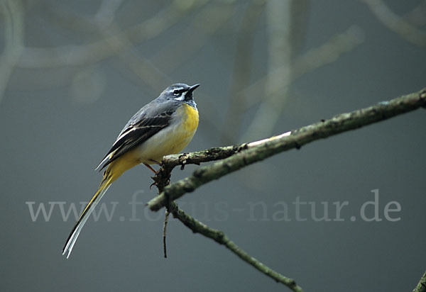 Gebirgsstelze (Motacilla cinerea)