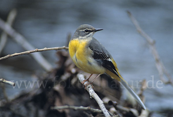 Gebirgsstelze (Motacilla cinerea)