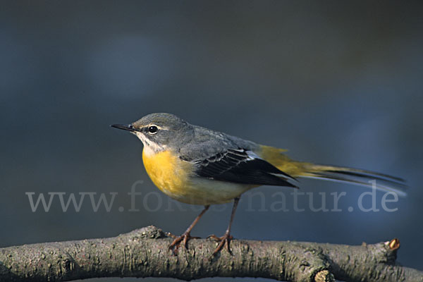 Gebirgsstelze (Motacilla cinerea)