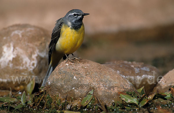 Gebirgsstelze (Motacilla cinerea)