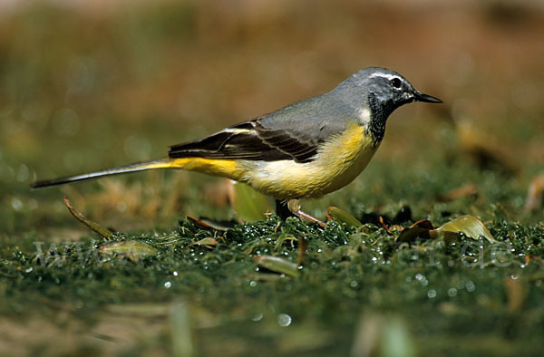 Gebirgsstelze (Motacilla cinerea)