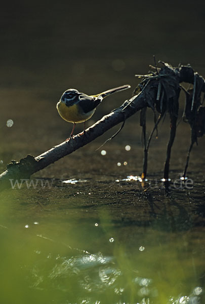 Gebirgsstelze (Motacilla cinerea)