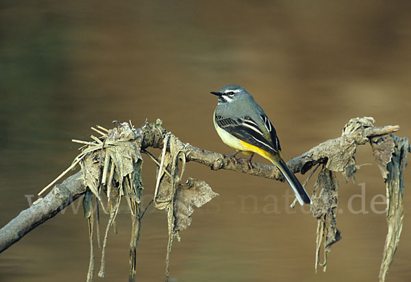 Gebirgsstelze (Motacilla cinerea)