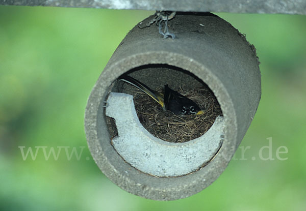 Gebirgsstelze (Motacilla cinerea)