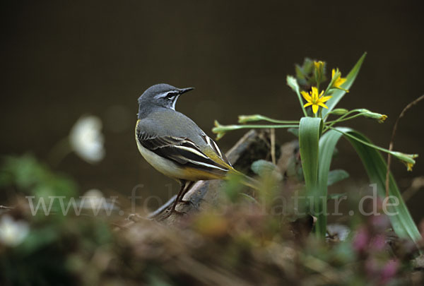 Gebirgsstelze (Motacilla cinerea)