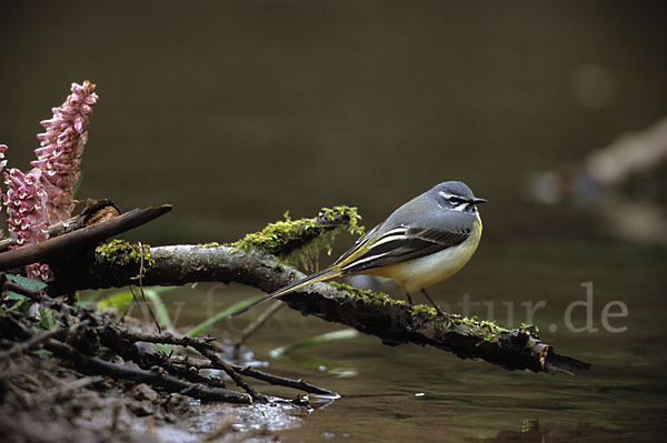 Gebirgsstelze (Motacilla cinerea)