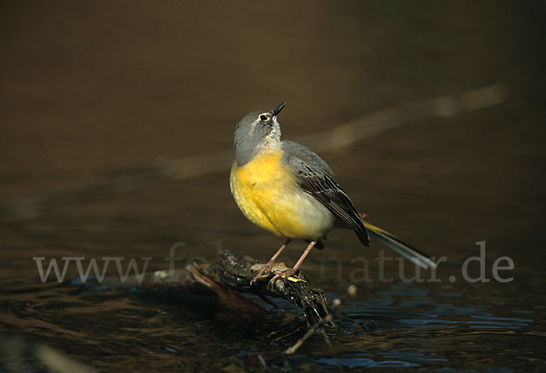 Gebirgsstelze (Motacilla cinerea)