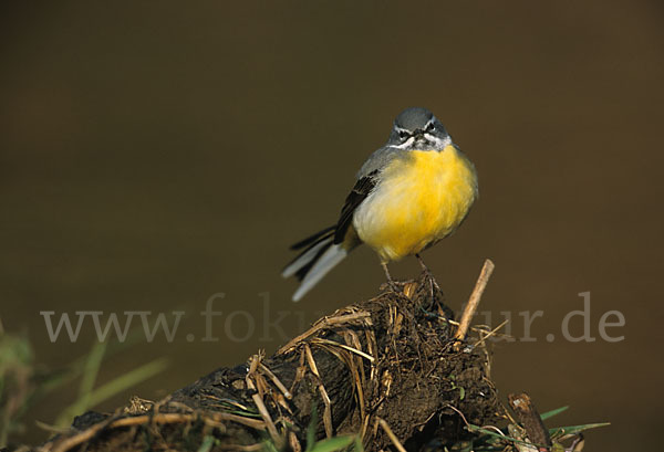 Gebirgsstelze (Motacilla cinerea)