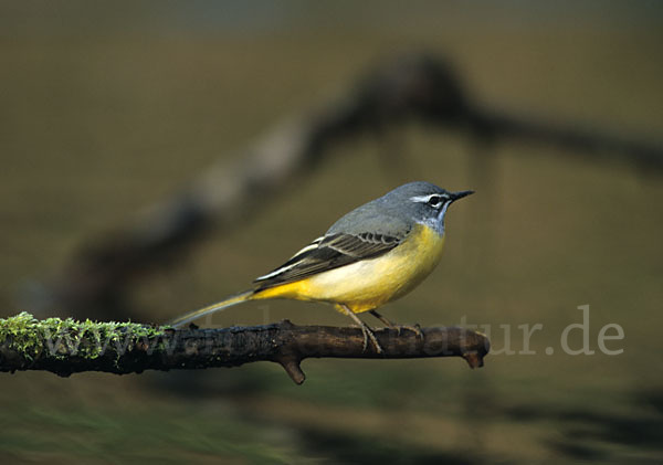 Gebirgsstelze (Motacilla cinerea)