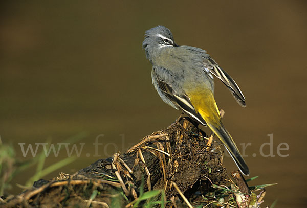 Gebirgsstelze (Motacilla cinerea)