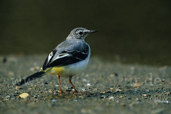 Gebirgsstelze (Motacilla cinerea)