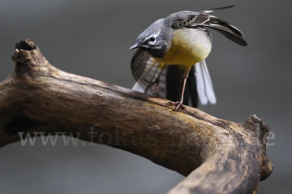 Gebirgsstelze (Motacilla cinerea)