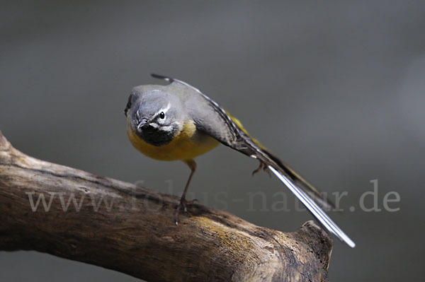 Gebirgsstelze (Motacilla cinerea)