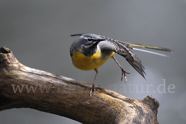 Gebirgsstelze (Motacilla cinerea)