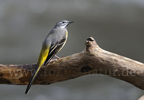 Gebirgsstelze (Motacilla cinerea)