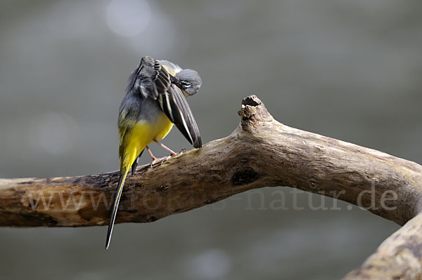 Gebirgsstelze (Motacilla cinerea)