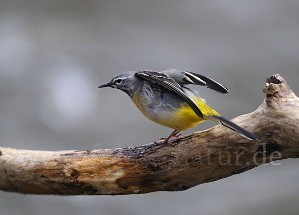 Gebirgsstelze (Motacilla cinerea)