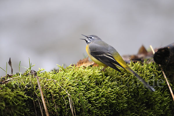 Gebirgsstelze (Motacilla cinerea)