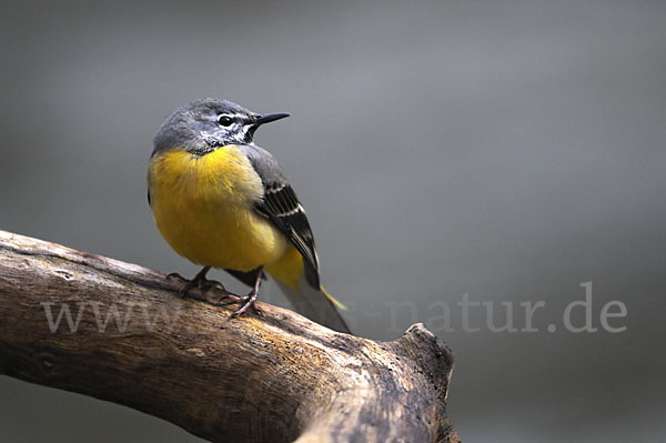 Gebirgsstelze (Motacilla cinerea)