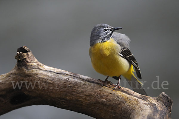 Gebirgsstelze (Motacilla cinerea)